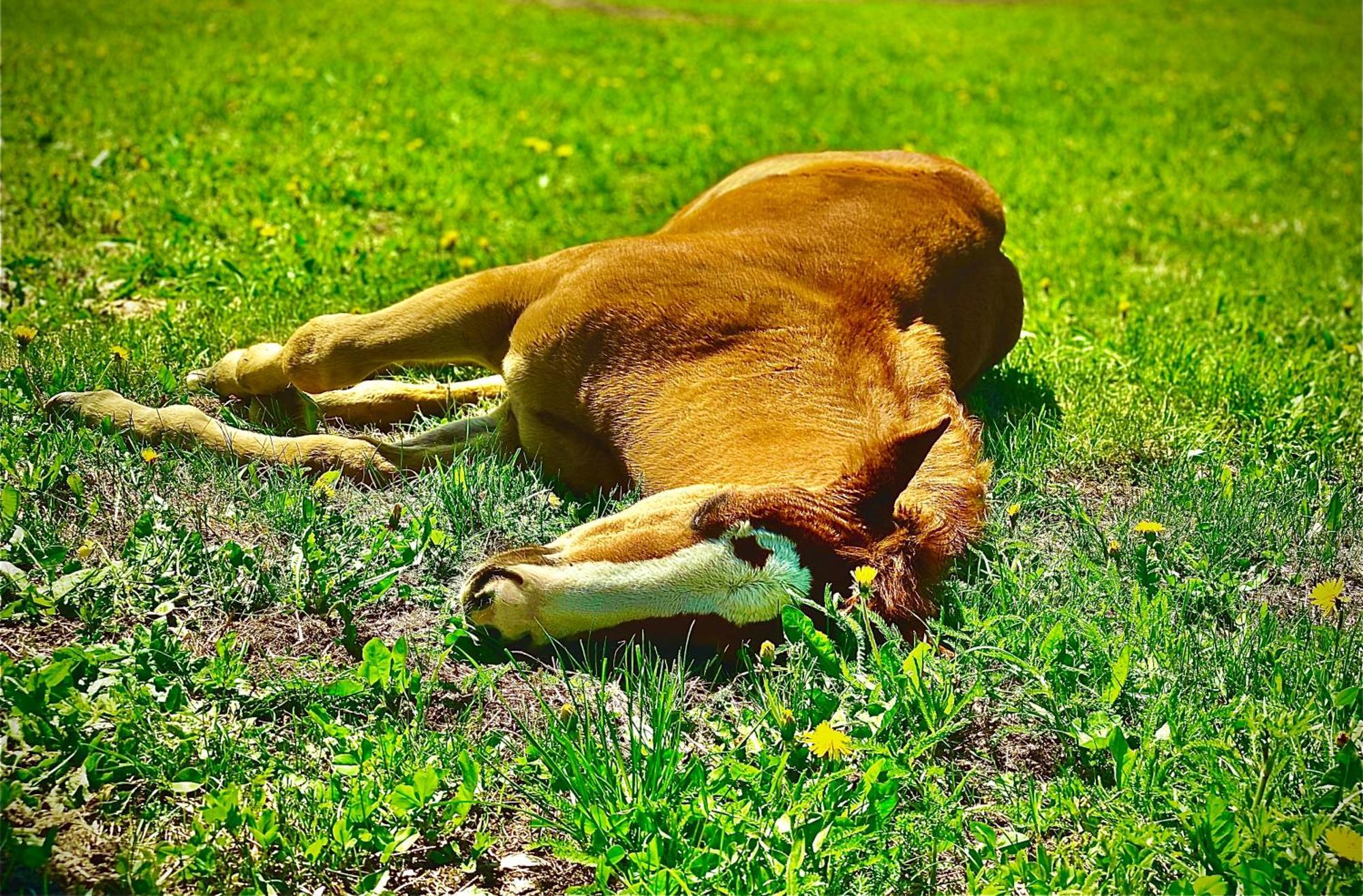 Oberprantschoellhof - Horse Mountain Stable Bressanone Luaran gambar