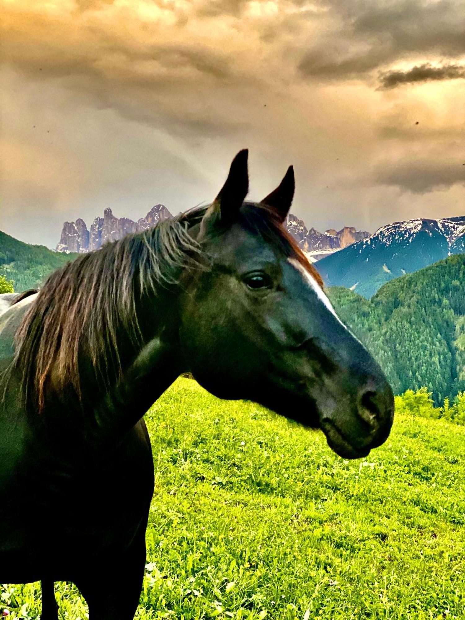 Oberprantschoellhof - Horse Mountain Stable Bressanone Luaran gambar